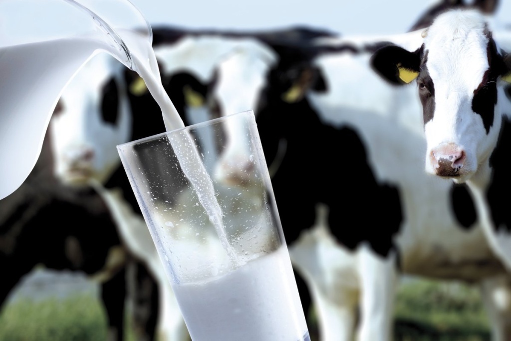 Молоко, коровы 1.jpg